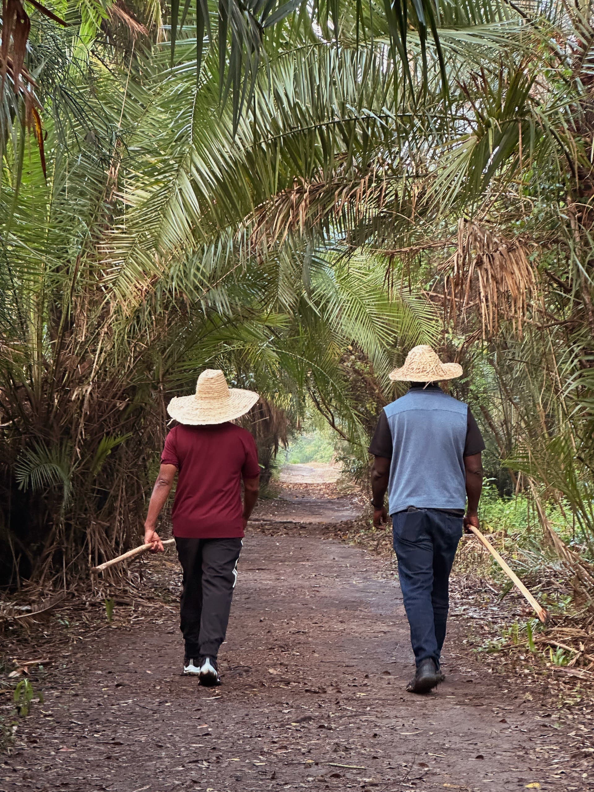 Members walking beneath a palm canopy