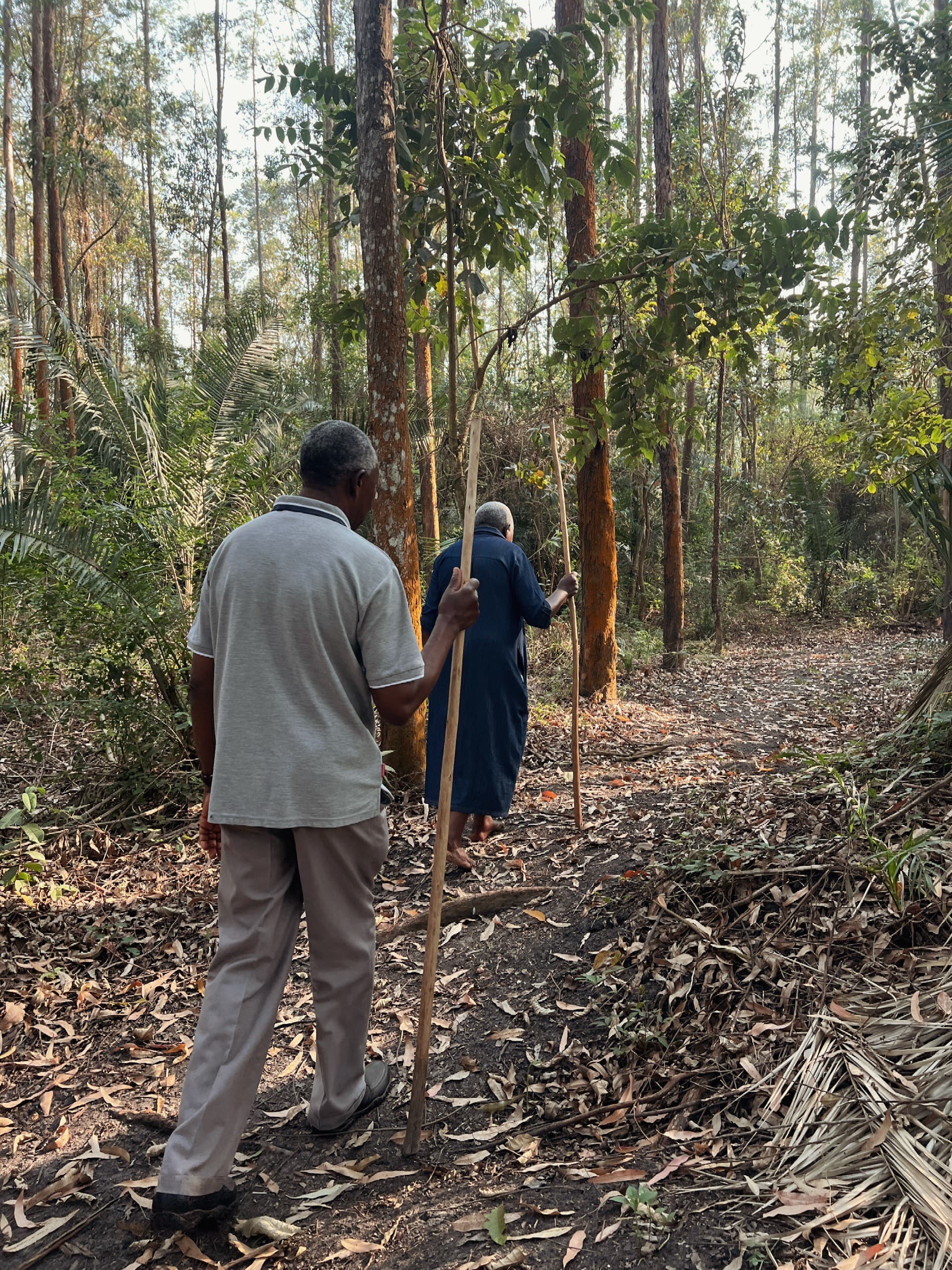 Members walking a forest trail with walking sticks